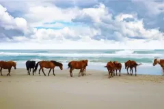 horses